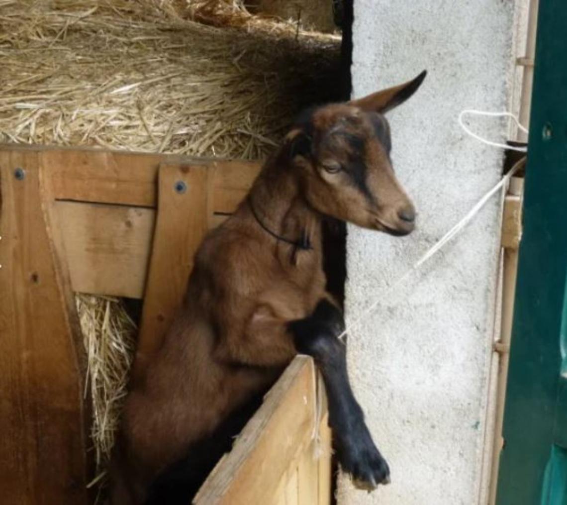 AZIENDA AGRICOLA ELLEBORO