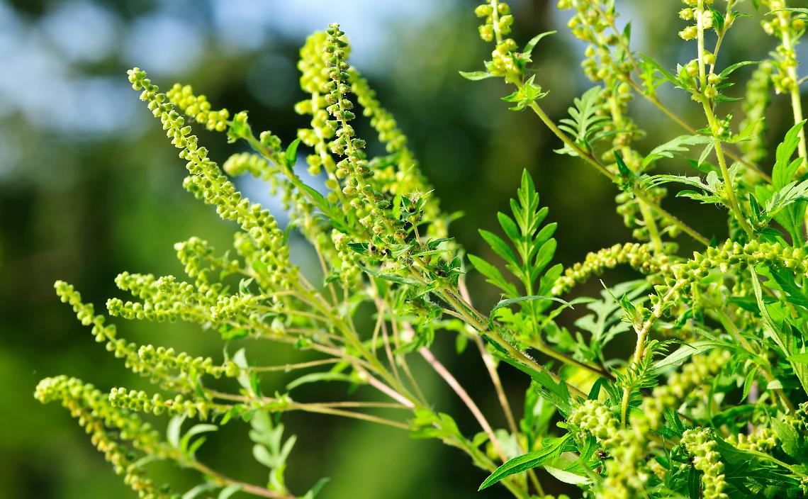 ORDINANZE CONTRO LA DIFFUSIONE DELLA PIANTA AMBROSIA