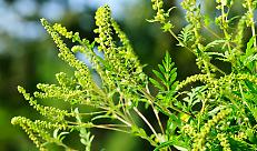 ORDINANZE CONTRO LA DIFFUSIONE DELLA PIANTA AMBROSIA