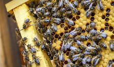 Api italiane, un patrimonio da record: verso la trasparenza totale in etichetta