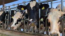 Il prezzo del latte ancora al centro dell'attenzione. Si cerca un accordo