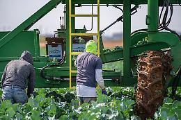 Manodopera, serve un nuovo decreto flussi