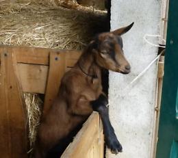 AZIENDA AGRICOLA ELLEBORO