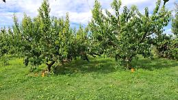 Azienda agricola Il frutteto del Paci'