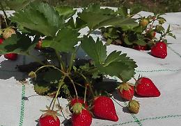 Azienda Agricola Avanti Frutta