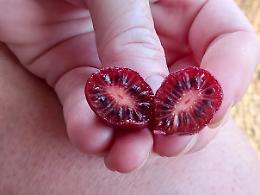 Societa' Agricola Di Donzelli E Pinotti Ss