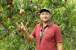In collina, alla scoperta delle pesche mantovane: l'azienda agricola Piccoli di Cavriana