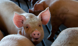 Prorogate al 1° dicembre 2023 le misure di controllo negli allevamenti suinicoli