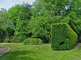 GIORNATA MONDIALE DEGLI ALBERI, CONFAGRICOLTURA: VALORIZZARE IL PATRIMONIO BOSCHIVO ANCHE PER I SERVIZI ECOSISTEMICI