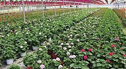 Contributo Conai, Confagricoltura: bene la proroga a marzo, ma necessario monitorare iter europeo sugli imballaggi