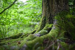 Giornata nazionale degli alberi