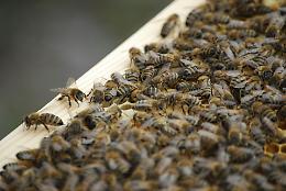 Approvato Manuale Sistema Identificazione e Registrazione