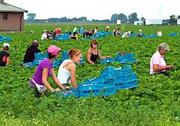 Boselli: «L’agricoltura ha bisogno di manodopera. Bene il decreto flussi»