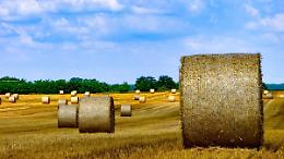 «No ad un fondo unico della Pac e alla nazionalizzazione. Gli ecoschemi? Un fallimento»