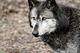 Lupi, il grido di allarme di Confagricoltura Varese