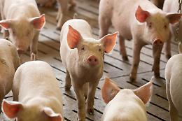 Blocco cinese sui prodotti suini, allevatori lombardi preoccupati