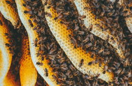 Al via il Piano apistico 2025/2026 di Regione Lombardia