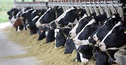 Latte: situazione alla stalla drammatica. Boselli: &laquo;Chiediamo un forte intervento politico&raquo;