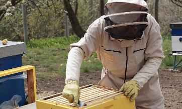 APICOLTURA: DISCUSSI AL MASAF I PROBLEMI CHE ATTANAGLIANO IL SETTORE
