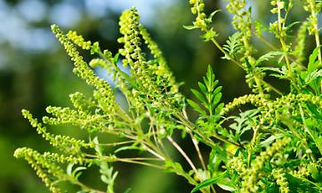 ORDINANZE CONTRO LA DIFFUSIONE DELLA PIANTA AMBROSIA
