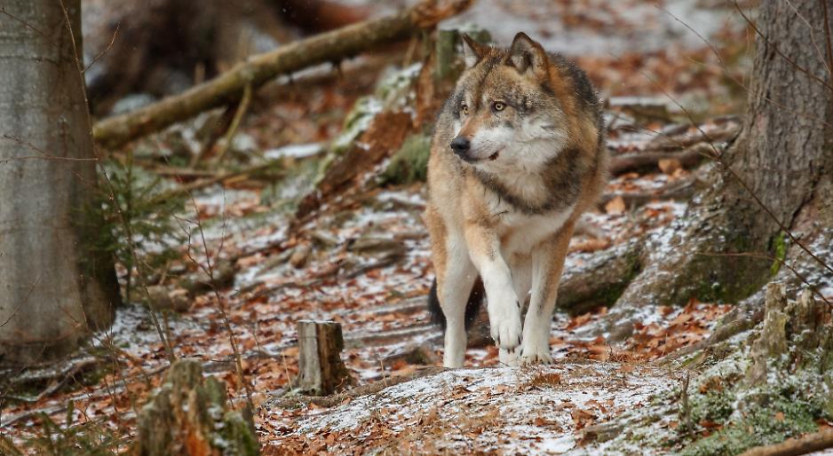 &laquo;Lupi sottostimati: non ripetiamo con gli agricoltori l'errore fatto con i cinghiali&raquo;